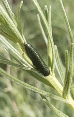 Trirhabda sericotrachyla