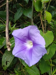 Ipomoea clavata