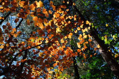 Acer morrisonense