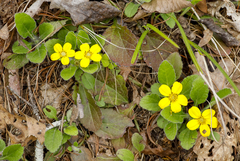Chrysogonum