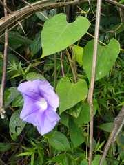Ipomoea clavata