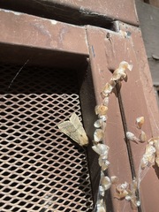 Perigonica pectinata