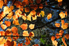 Acer morrisonense