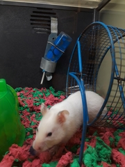 Mesocricetus auratus