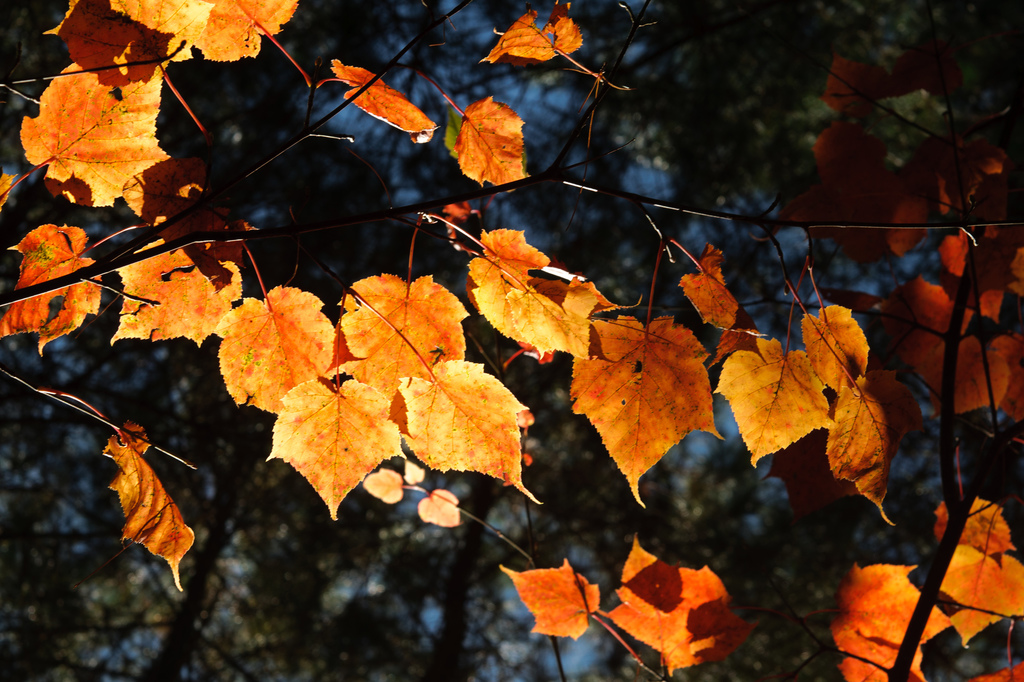 Taiwan Red Maple