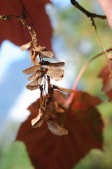 Acer morrisonense