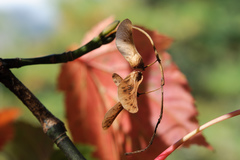 Acer morrisonense