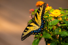Papilio glaucus