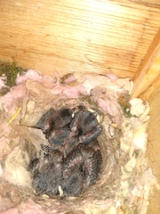 Baeolophus atricristatus