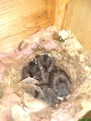 Baeolophus atricristatus