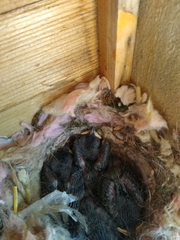 Baeolophus atricristatus