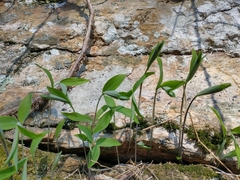 Polygonatum pubescens
