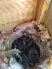 Baeolophus atricristatus