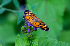 Phyciodes tharos