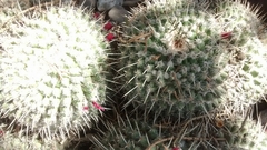 Mammillaria parkinsonii