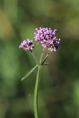Verbena incompta