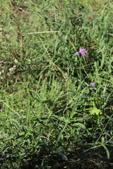 Verbena incompta