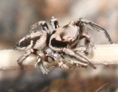 Habronattus coecatus