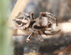 Habronattus coecatus
