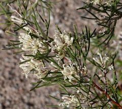 Hakea trifurcata
