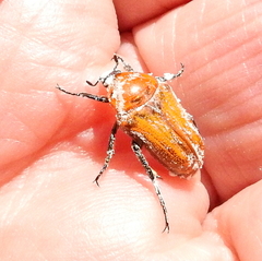 Leucocelis rubra