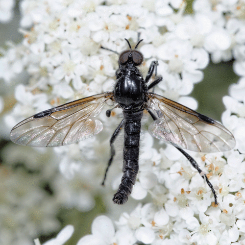 Photo of Blossom Fly (Dilophus nigrostigma)