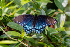 Limenitis arthemis astyanax