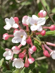 Viburnum carlesii