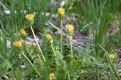 Taraxacum platycarpum
