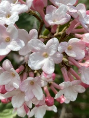 Viburnum carlesii
