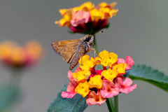 Atalopedes campestris