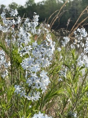 Amsonia ciliata