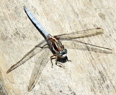 Orthetrum caffrum