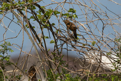 Garrulax canorus