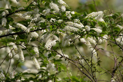 Prunus grayana
