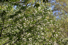 Prunus grayana