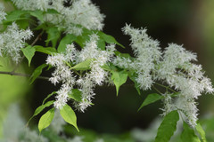 Fraxinus sieboldiana