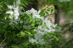 Fraxinus sieboldiana
