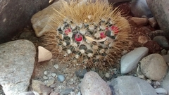 Mammillaria nivosa