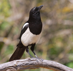 Eurasian Magpie photo 2