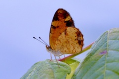 Phyciodes tharos
