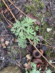 Dicentra canadensis
