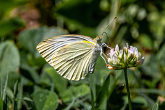 Pieris rapae