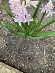 Hyacinthus
