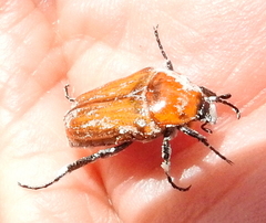 Leucocelis rubra