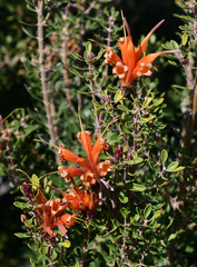 Lambertia inermis