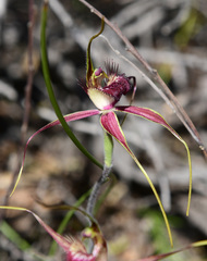 Caladenia decora