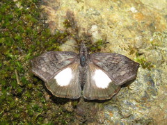 Theagenes albiplaga