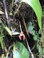 Maxillaria cryptobulbon