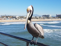 Pelecanus occidentalis